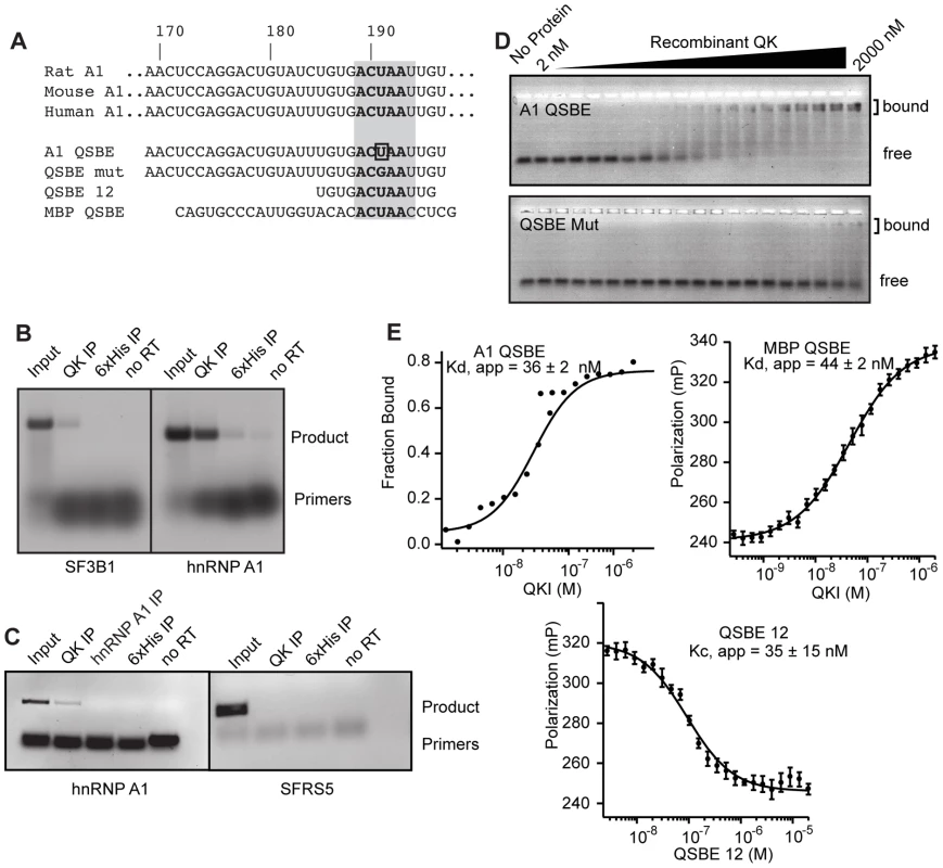 QK binds to an element in the <i>Hnrnpa1</i> 3′ UTR.