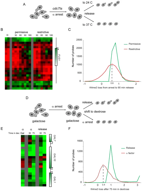 Replication is not required for loss of H3K4 methylation.