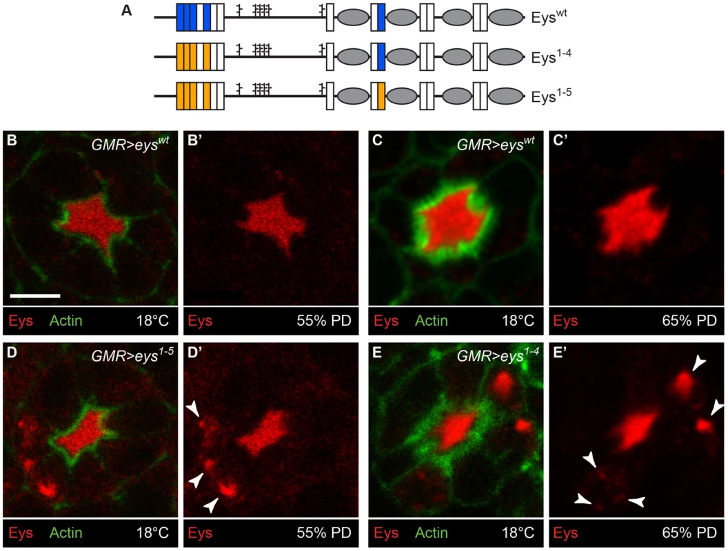 Loss of <i>O</i>-glucose on Eys results in its intracellular accumulation.