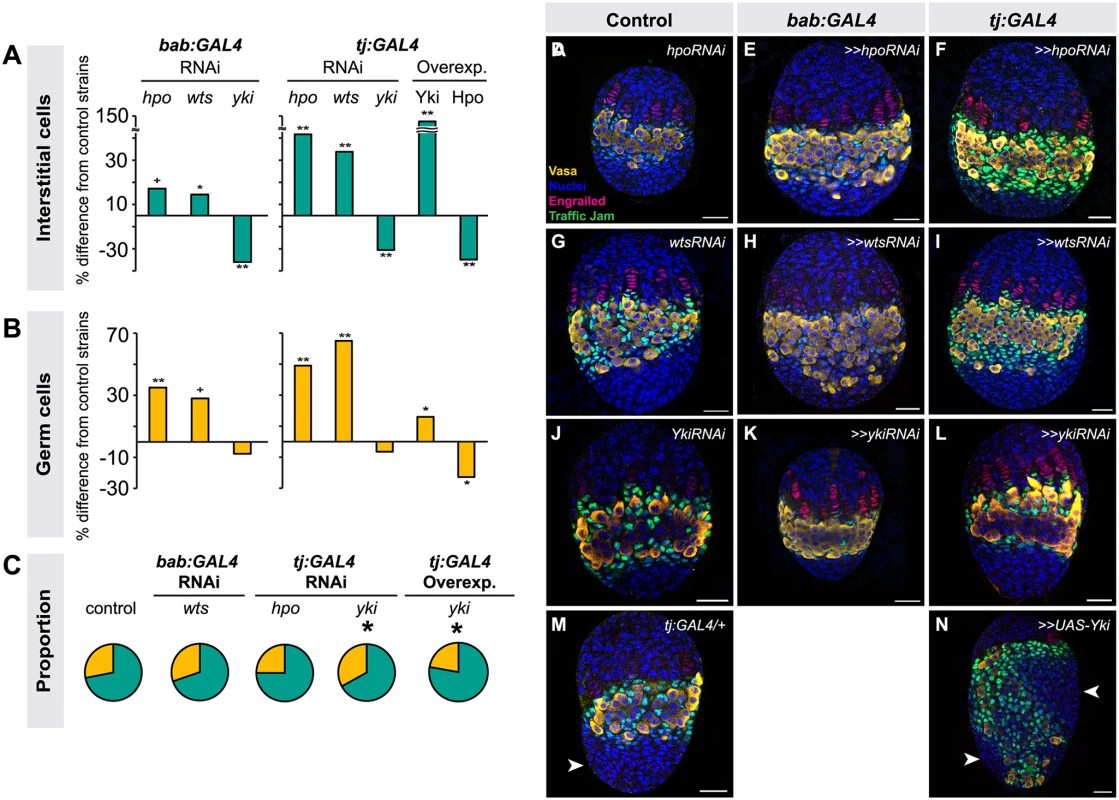 Altering Hippo pathway activity in somatic cells changes IC and GC number.