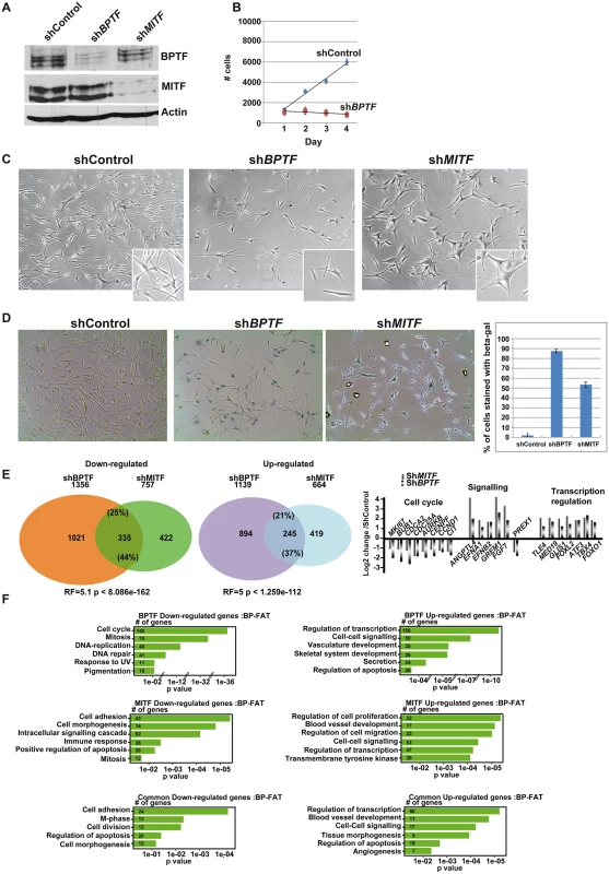 BPTF and MITF are required for the proliferation of Hermes-3A cells.