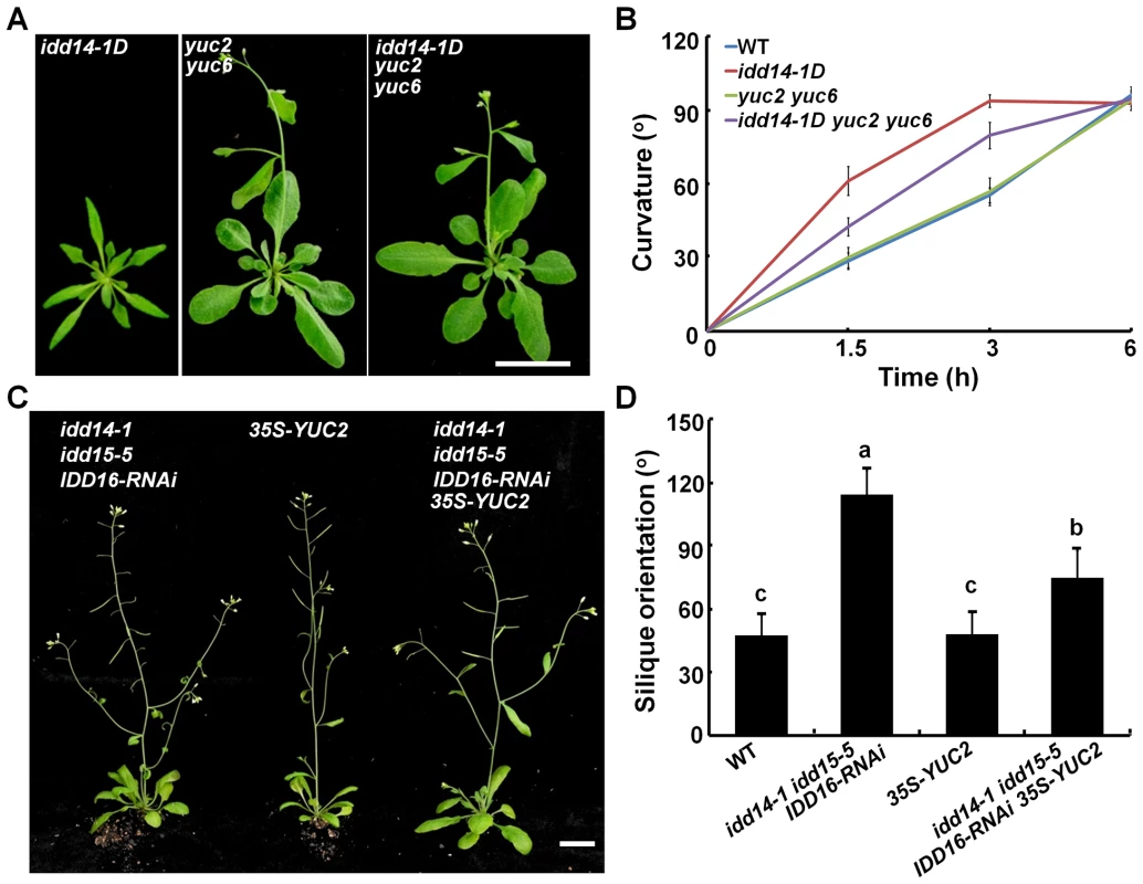 Genetic interaction of auxin biosynthesis and IDD-mediated organ morphogenesis and gravitropism.