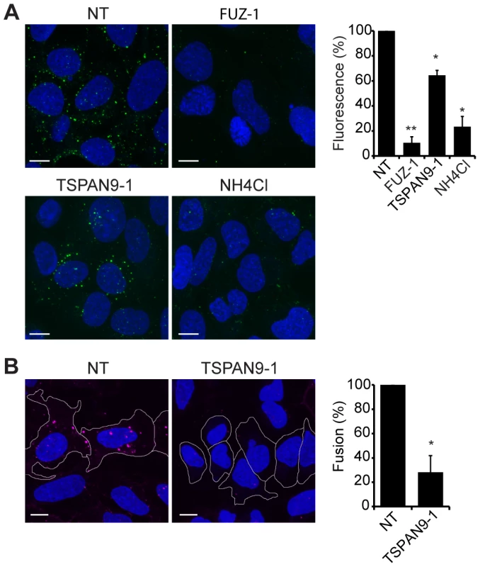 TSPAN9 depletion inhibits alphavirus membrane fusion.