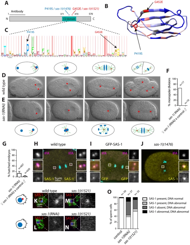SAS-1 is a C2 domain containing protein that localizes to centrioles.