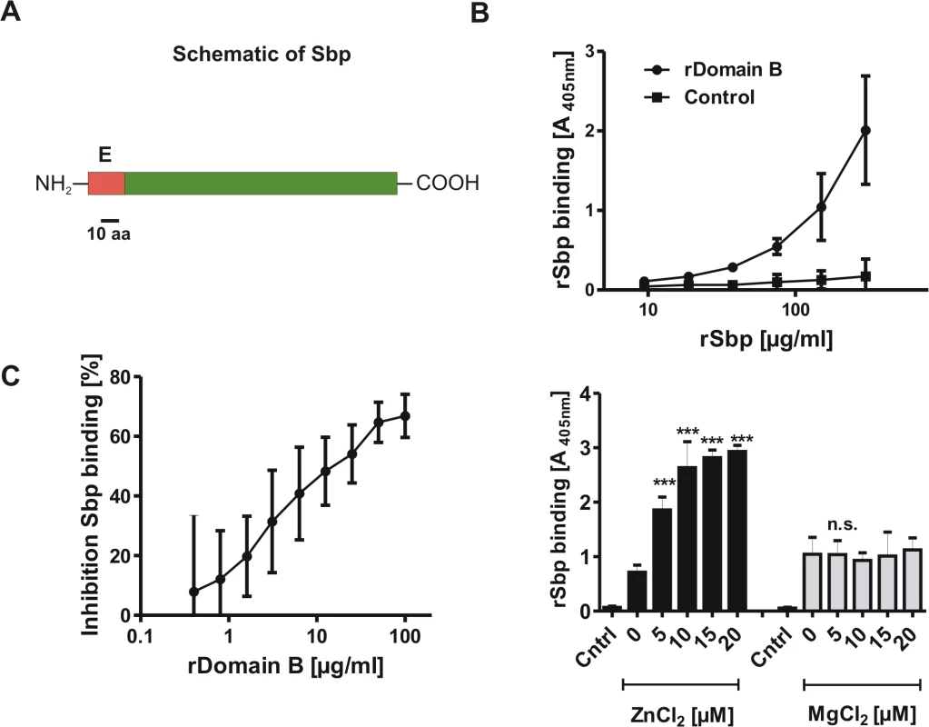 General features of Small basic protein (Sbp) and Biochemical analysis of rDomain-B—Sbp interactions.