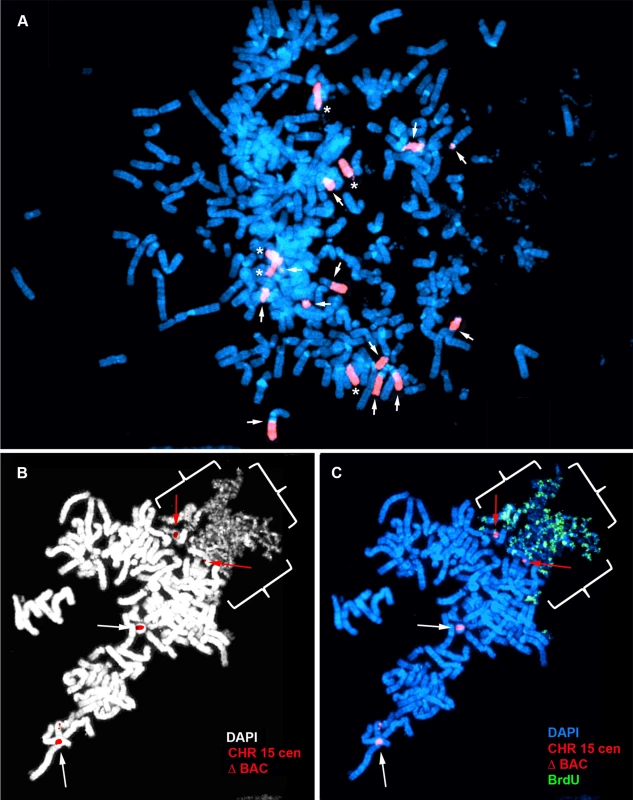 Chromosome rearrangements and delayed replication of a Cre/loxP-mediated deletion (∼5.6 mb) in chromosome 15.