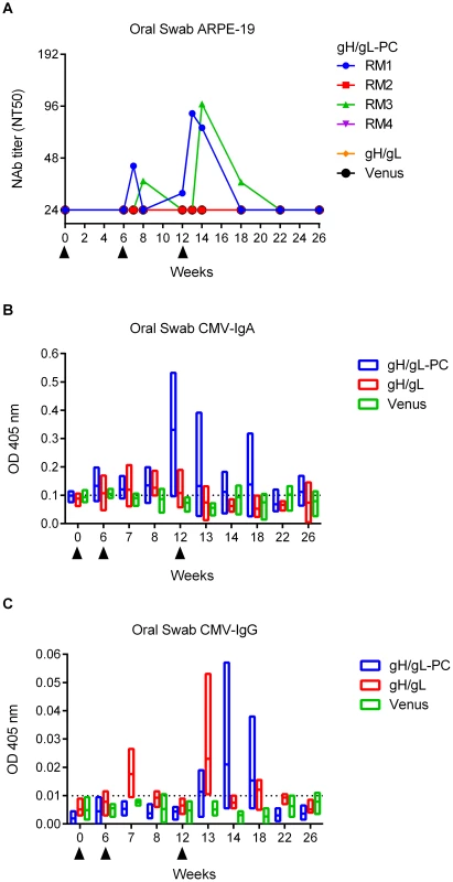 Ab response to HCMV in saliva of vaccinated RM.