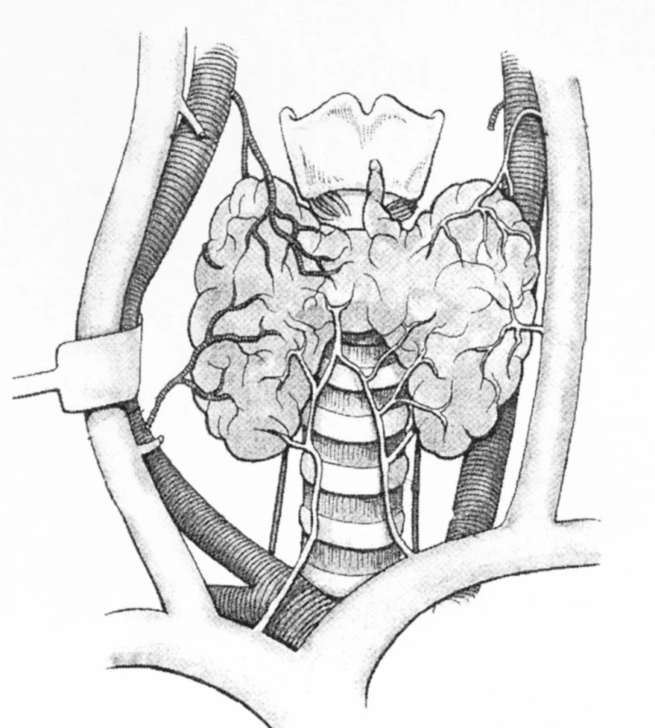 Topografická anatómia krku
Fig. l. Topographic anatomy of the neck