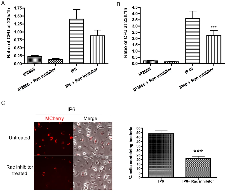 Survival of different <i>Y. pseudotuberculosis</i> strains inside macrophages, in the presence or absence of Rac inhibitor NSC23766.