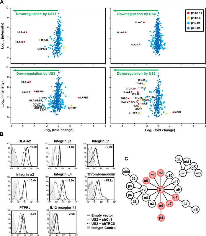 Identification of novel US2 specific substrates by plasma membrane profiling.