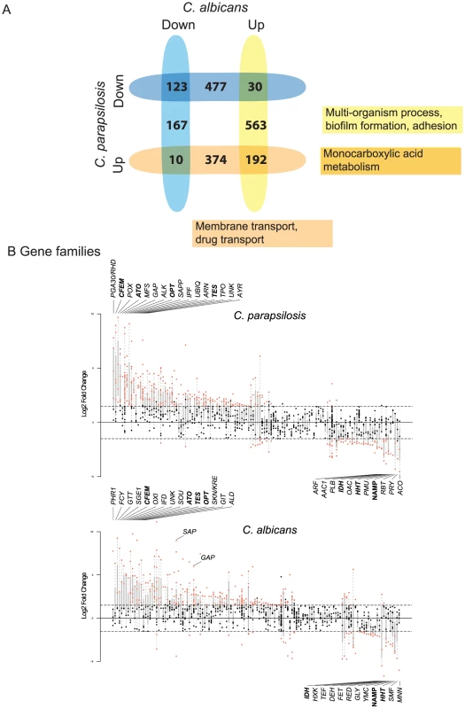 Transcriptional profiling of <i>C. parapsilosis</i> biofilms.