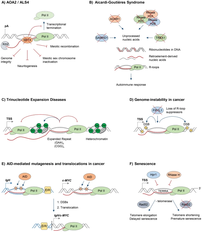 R-loops and human diseases.