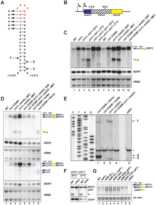 <i>BDF2</i> mRNA contains a canonical Rnt1p target stem-loop within its intron and is cleaved by Rnt1p <i>in vivo</i> and <i>in vitro</i>.