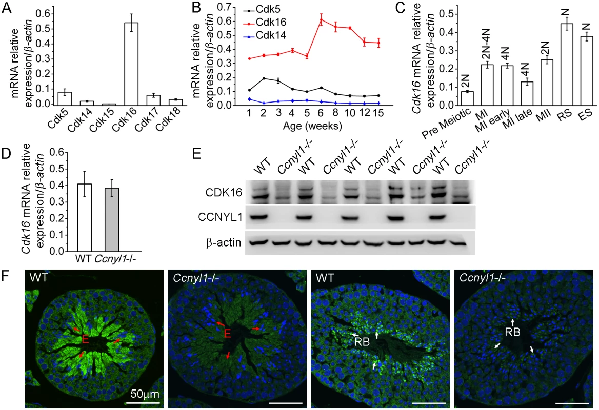 CDK16 protein level is decreased in <i>Ccnyl1</i>-/- testis.
