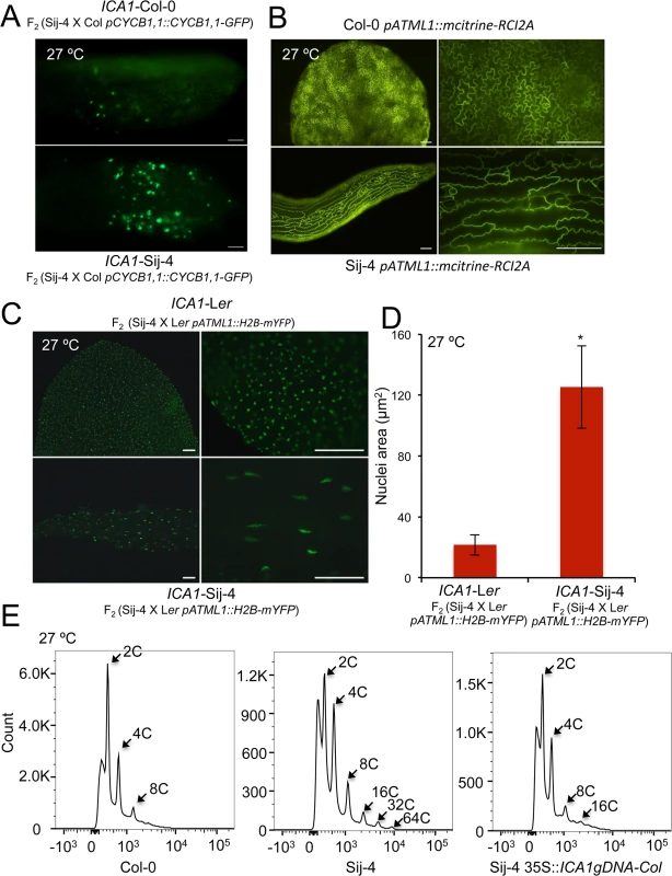 <i>ICA1</i> affects cell cycle and endoreduplication.