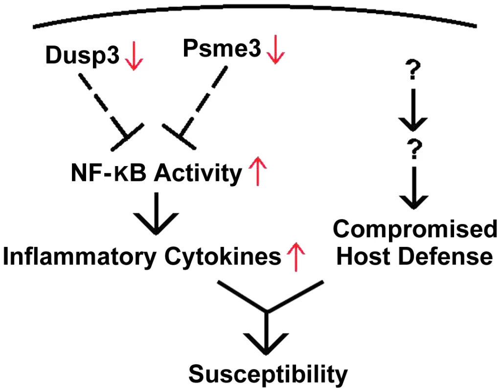 Down-regulation of <i>Dusp3</i> and <i>Psme3</i> in A/J is associated with over-production of pro-inflammatory cytokines.