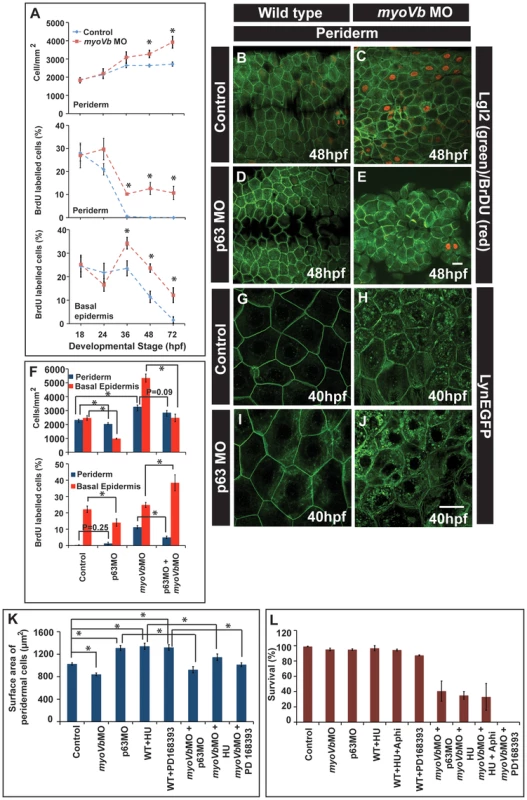 Two-way compensatory mechanism in zebrafish embryonic epidermis.