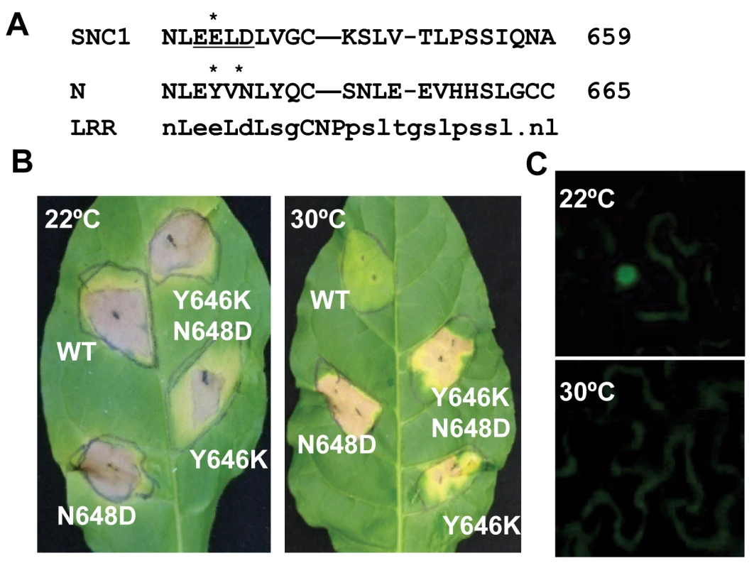 Mutant <i>N</i> genes induce defense responses at a high temperature.