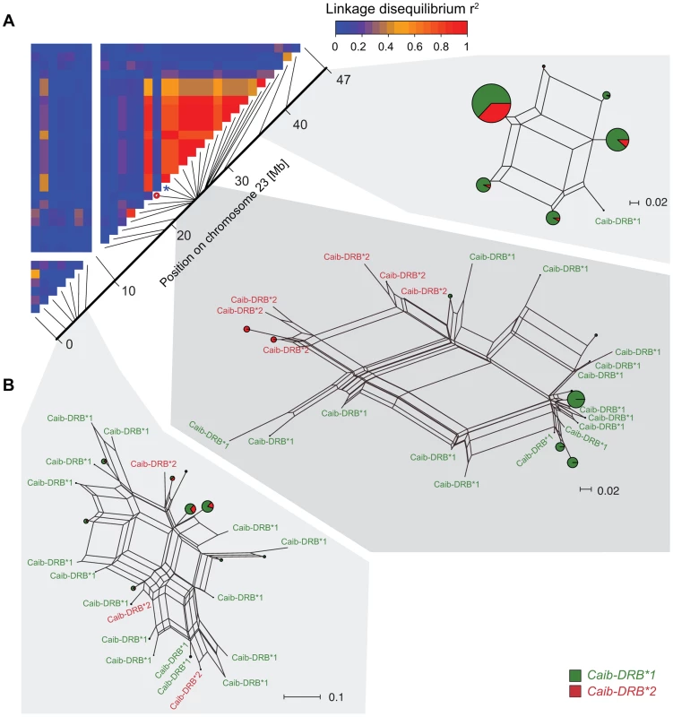 Linkage disequilibria (LD) and haplotype clustering in the region surrounding the MHC of Alpine ibex.