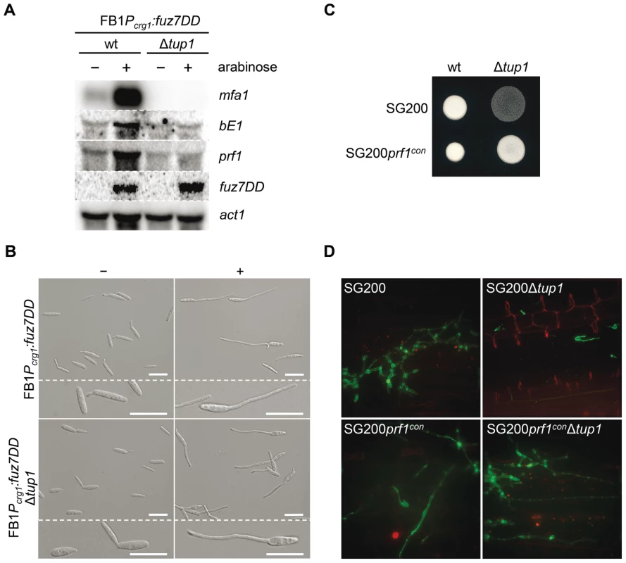 Tup1-dependent regulation of mating-type genes and <i>prf1</i> transcription factor.
