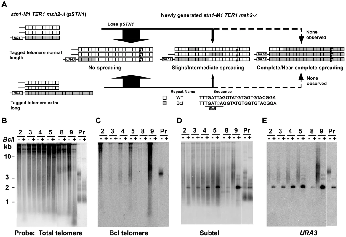 Spreading of a telomeric sequence form a single telomere source during RTE in <i>stn1-M1 TER1 msh2-Δ</i> cells.