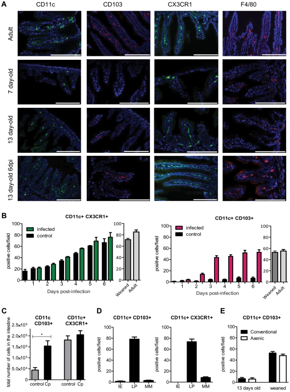 Rapid recruitment of CD11c+ CD103+ in the infected mucosa.