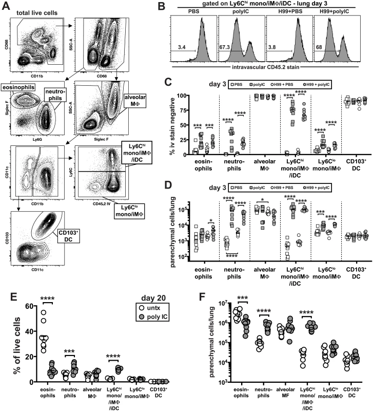 Delivery of pICLC into the airways induces the rapid influx of neutrophils and Ly6C<sup>high</sup> monocytes into the lung tissue parenchyma and suppresses <i>C</i>. <i>neoformans</i> induced eosinophilia.