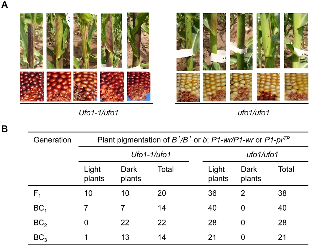 <i>Ufo1-1</i> increases <i>B′</i> pigmentation.