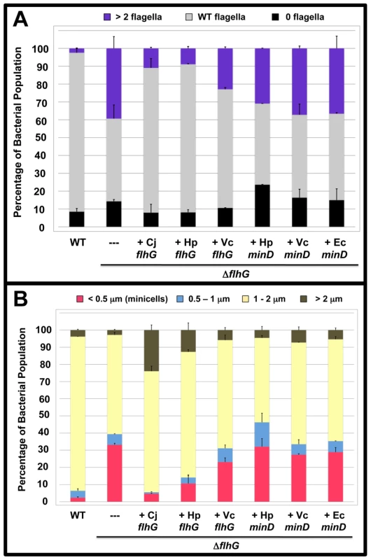 The polar flagellar number and minicell phenotypes of <i>C. jejuni</i> Δ<i>flhG</i> upon complementation <i>in trans</i> with <i>flhG</i> or <i>minD</i> orthologs.