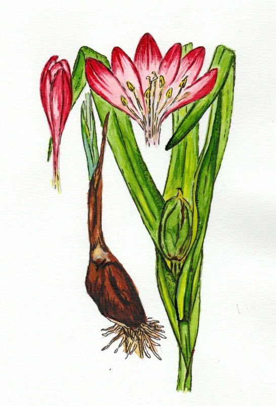 Ocún jesenní (Colchicum autumnale).