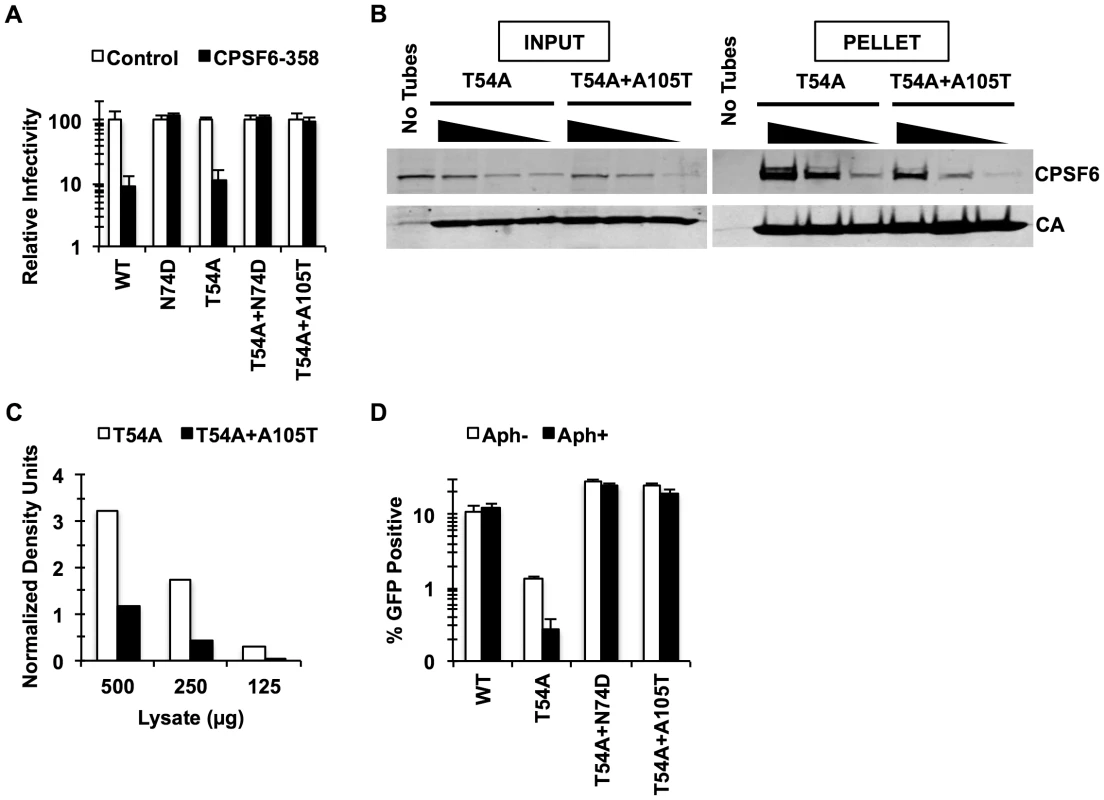 Mutations that reduce CA binding to CPSF6 rescue T54A.