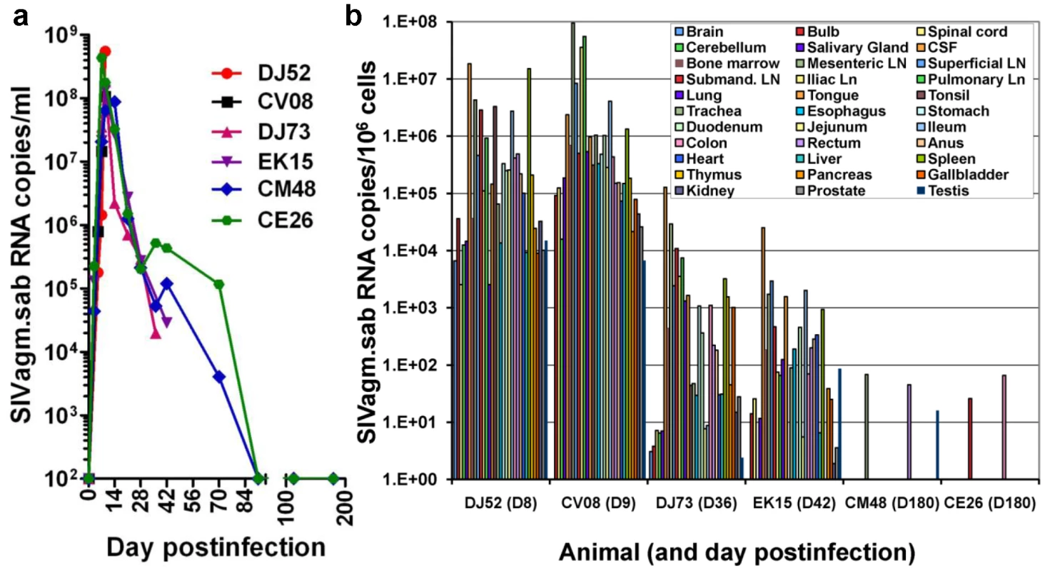 Measurement of SIV RNA in serially sacrificed RMs infected with SIVagm.sab.