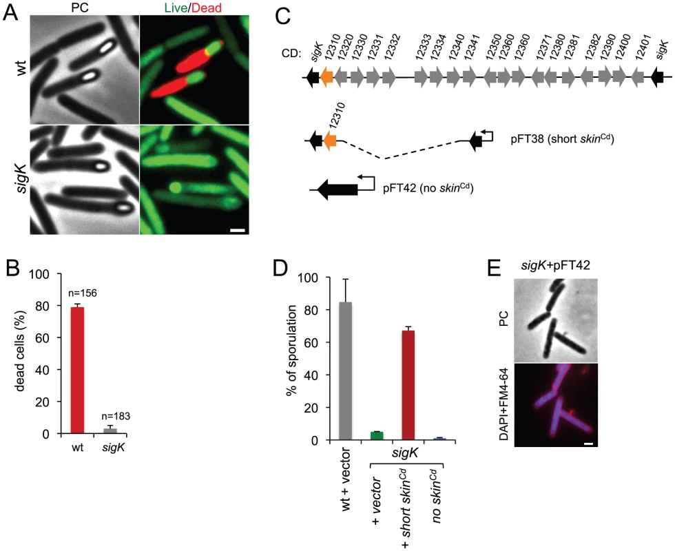 Functional analysis of the <i>sigK</i> gene.
