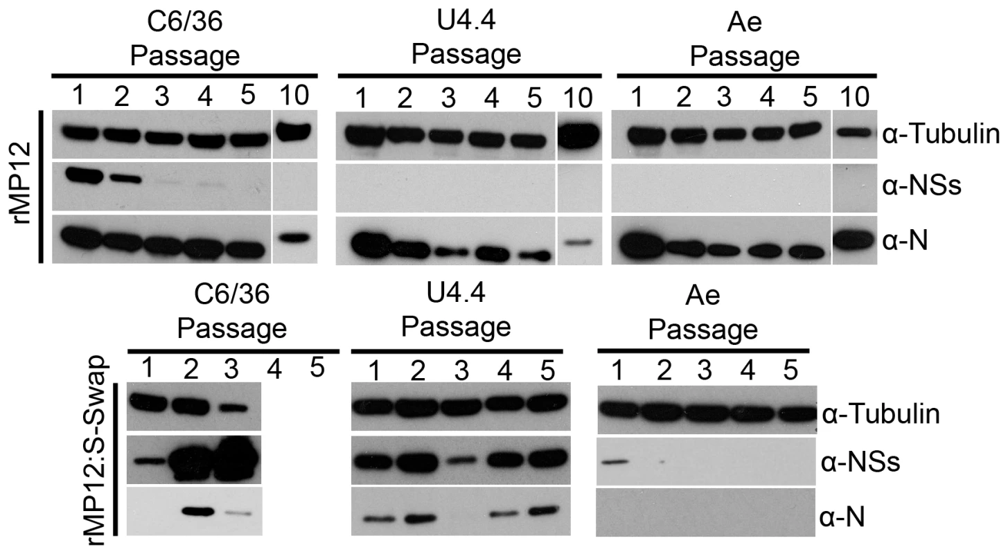 Serial passage of mosquito cells infected with rMP12 or rMP12:S-Swap.
