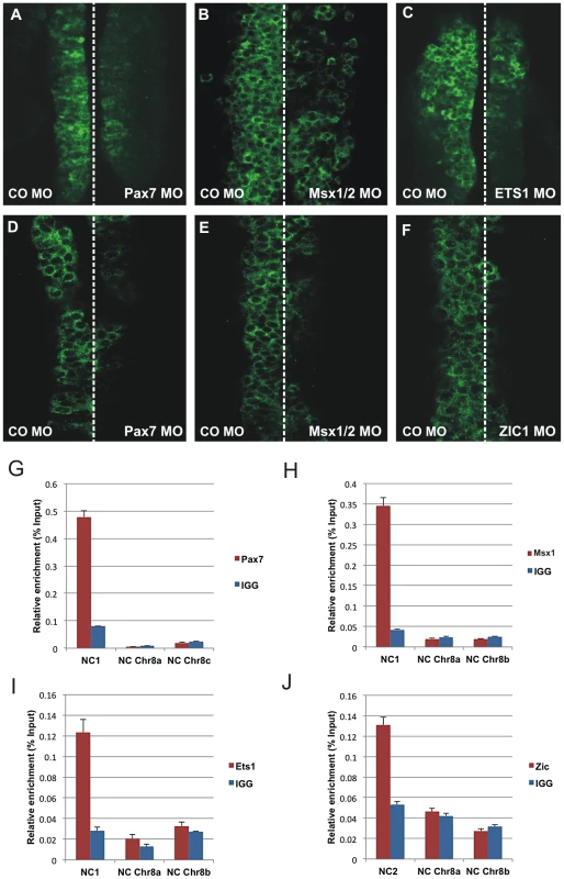 Effect of morpholino-mediated knockdown and chromatin immunoprecipitation.