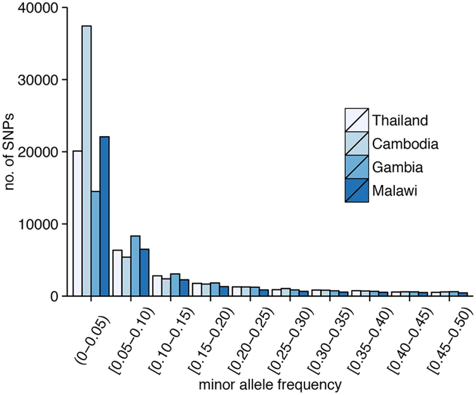 Distribution of SNPs according to minor allele frequency (MAF).