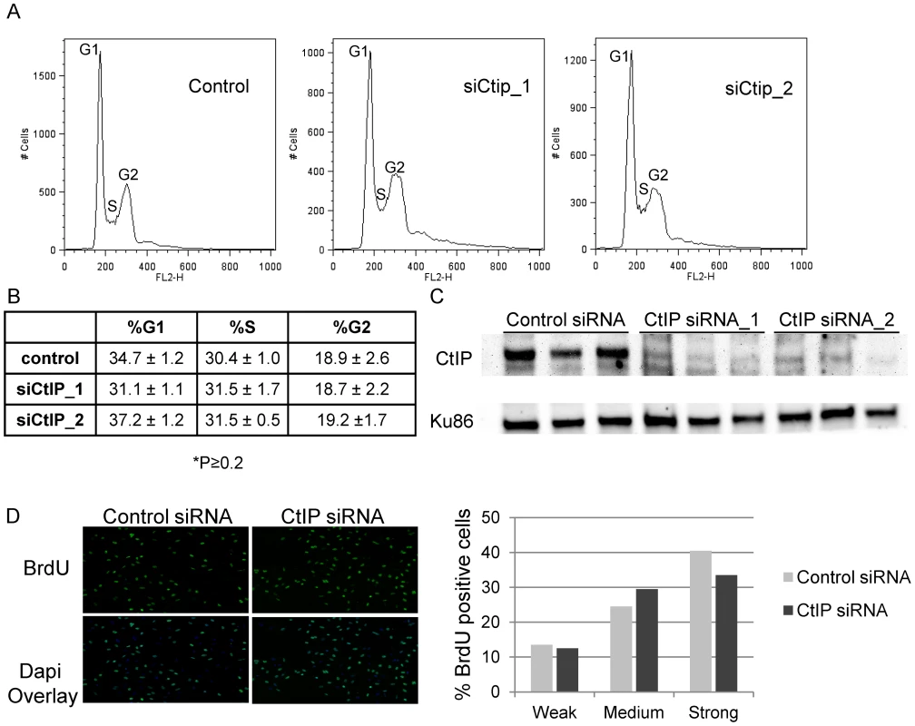 Effects of depletion of CtIP on cell cycle and BrdU incorporation.