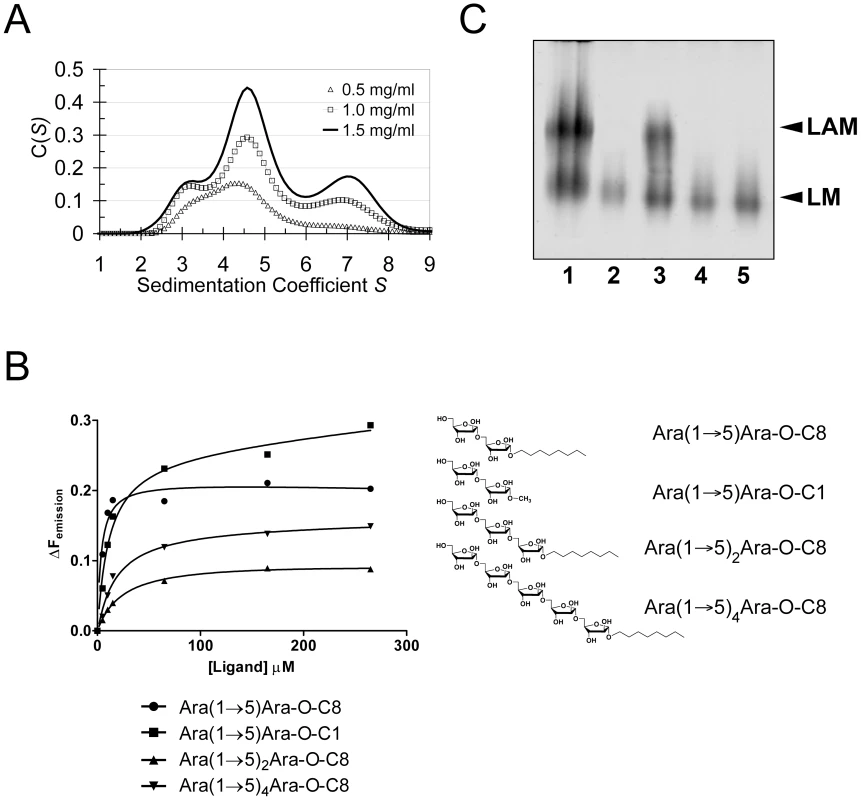 Self-assembly, ligand binding and cell wall analysis.