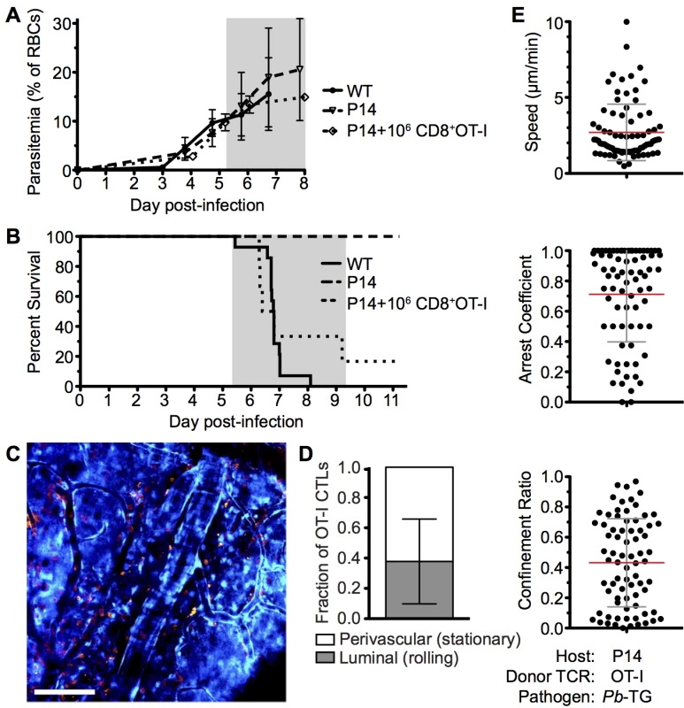 Parasite specific OT-I CD8<sup>+</sup> T cells that directly cause ECM are perivascular and are highly arrested in the brain.