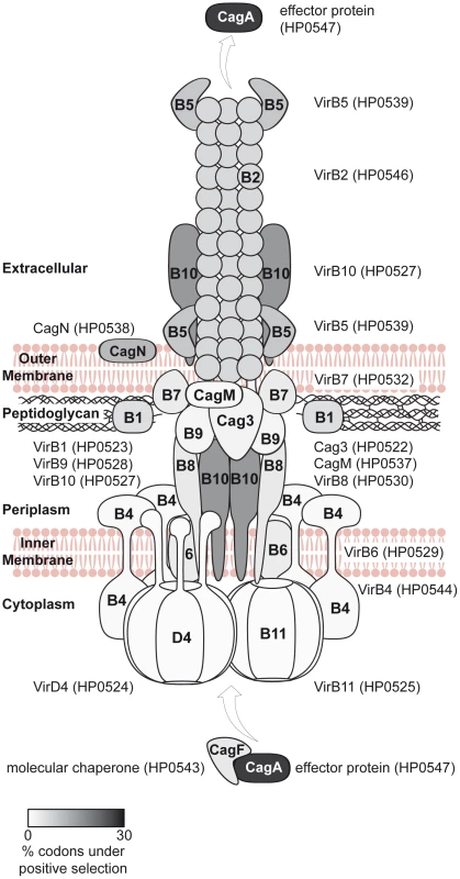 Model of the Cag t4ss of <i>H. pylori</i>, highlighting diversifying selection on outer and secreted components of the t4ss apparatus.