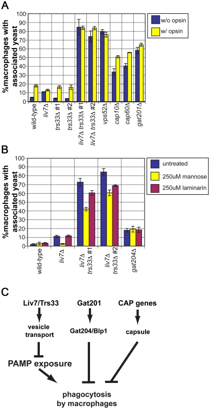 <i>liv7</i>Δ but not <i>trs33</i>Δ cells are defective in phagocytosis evasion.