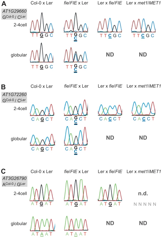 Effect of PRC2 and <i>MET1</i> function on imprinted expression in the embryo.