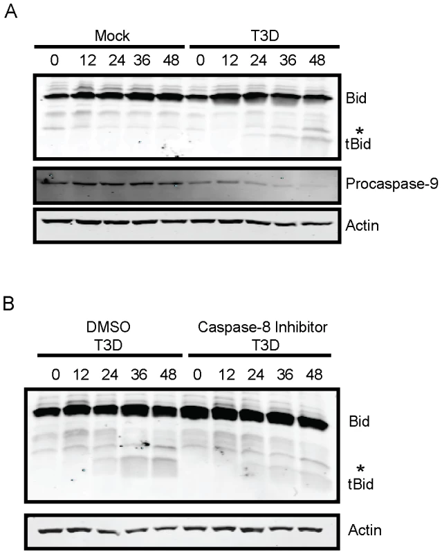 Bid is cleaved following reovirus infection of murine fibroblasts.
