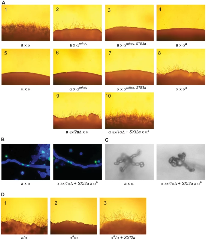 α x α<sup>a</sup> crosses proceed through sexual development only in the presence of Sxi2a.