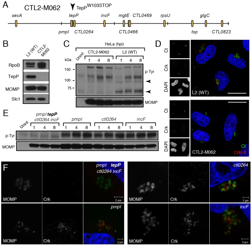 TepP is required for the recruitment of Crk to nascent inclusions.
