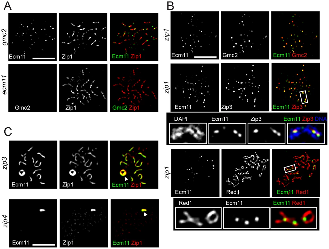 Genetic requirement for the chromosomal localization of Ecm11 and Gmc2.