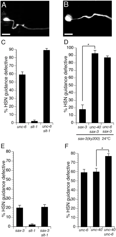 Interactions between the UNC-6 and SLT-1 signaling pathways in the HSN neuron.