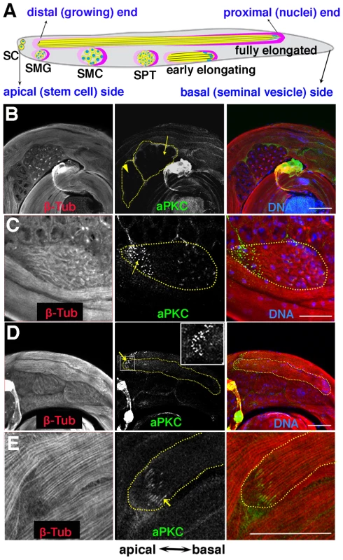 aPKC expression in spermatid cysts.