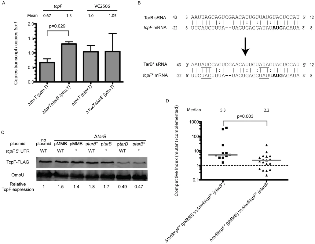 TarB interaction with the 5′ UTR of <i>tcpF</i>.