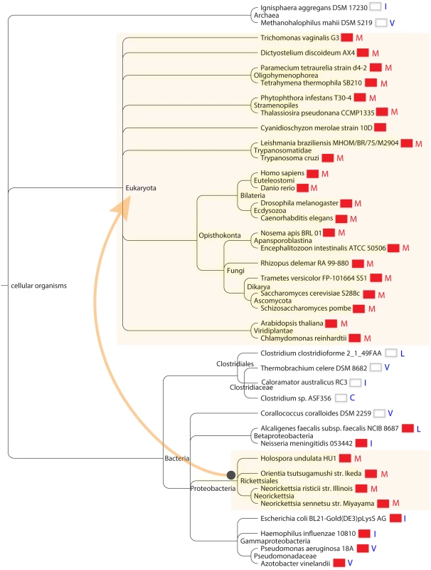 Cosegregation of Isu1/IscU-M and frataxin in global taxonomy.